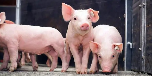 養殖中豬飼料的重要性